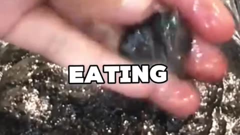 Lose Belly Fat While Enjoying Your Favorite Foods!