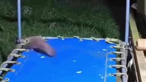 😂: Security Camera Catches Stoat's Bounce! | FunFM