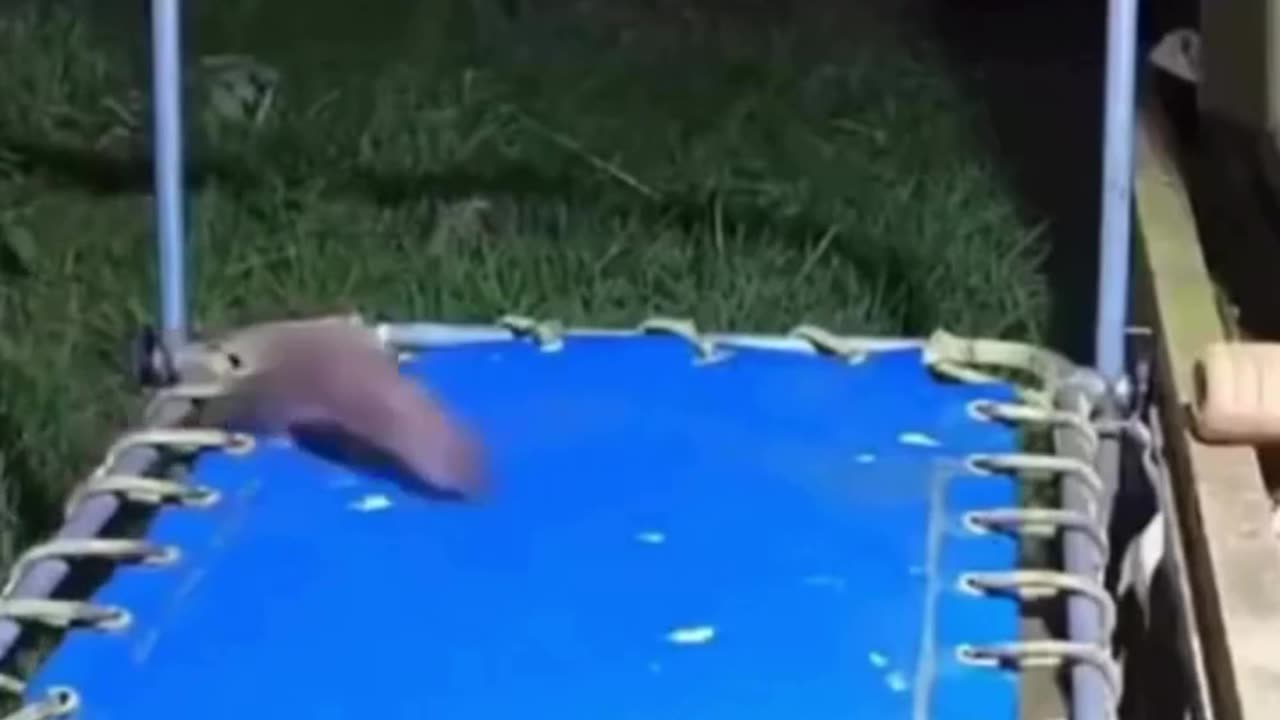 😂: Security Camera Catches Stoat's Bounce! | FunFM