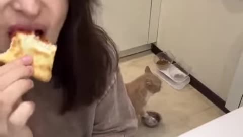 Demanding Cats