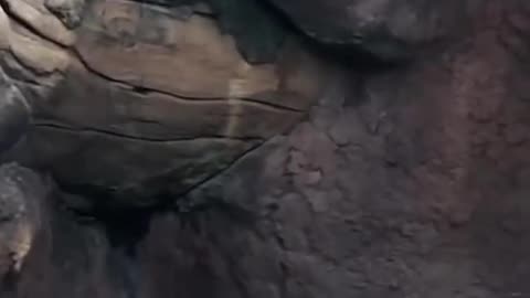 😂 Otters Chasing a Butterfly | FunFM