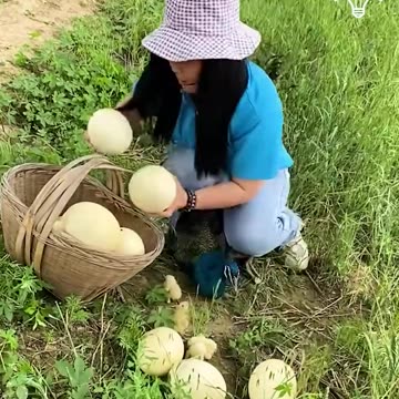 Helping peacock eggs to hatch..hd