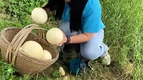 Helping peacock eggs to hatch..hd