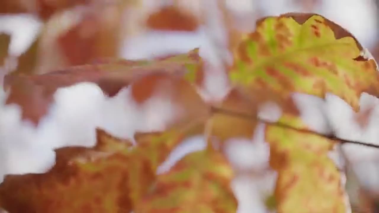 Windy & Piano Relaxing Sounds