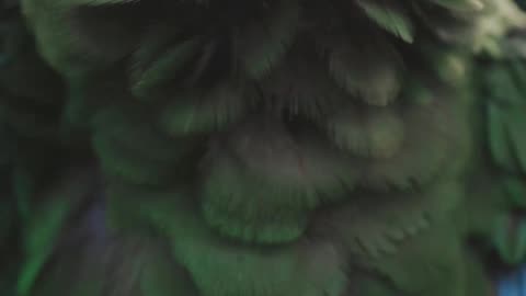 Animal
