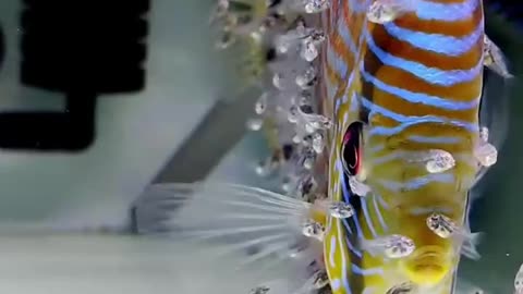 A BABY DISCUS FISH FEED ON A SPECIAL SLIME OR “DISCUS MILK” SECRETED BY THEIR PARENTS