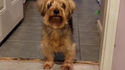 Batman begs Daddy to stay home #yorkie