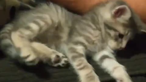 DAILY VIDEO #cat #kitten #cute #animals