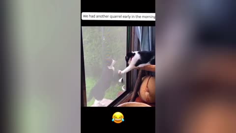 Dogs and Cats Being Absolute Comedians | Pets That Will Make Your Day Instantly Better