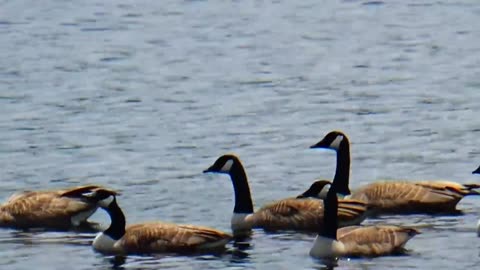 Canada Geese