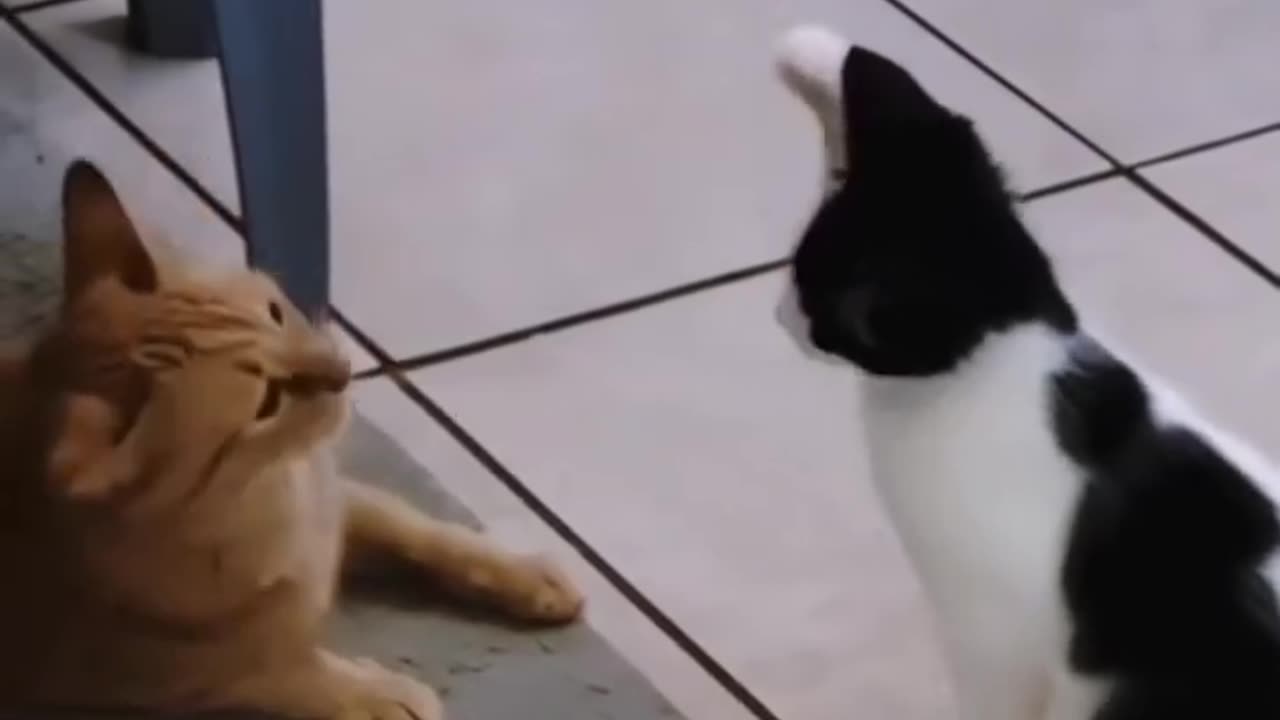 these cats are hilarious! 😂