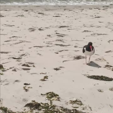 Oystercatcher bird