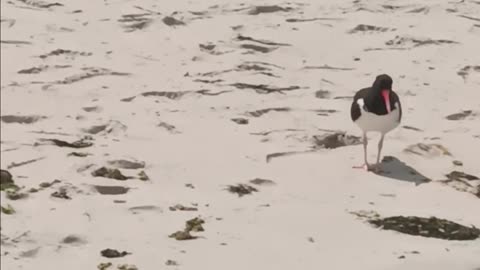 Oystercatcher bird