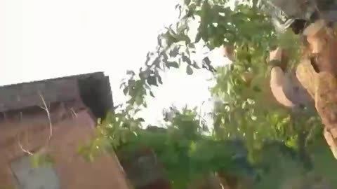 🐶🐱 Ukraine Russia War | Evacuating Animals from Kostyantynivka | RCF