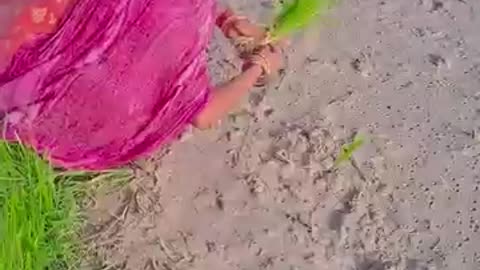 Available Banane Wale Savan