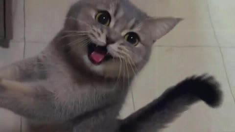 The cat thinks I'm eating again.