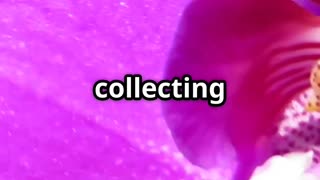 🐝 Perfume Thieves The Seductive Rituals of Orchid Bees 🌸💨