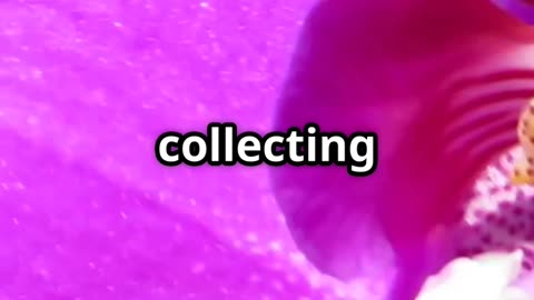 🐝 Perfume Thieves The Seductive Rituals of Orchid Bees 🌸💨