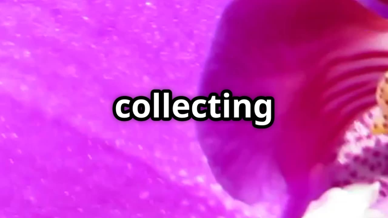 🐝 Perfume Thieves The Seductive Rituals of Orchid Bees 🌸💨