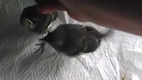 My baby birds