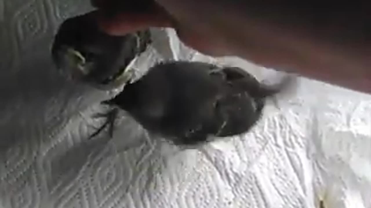 My baby birds