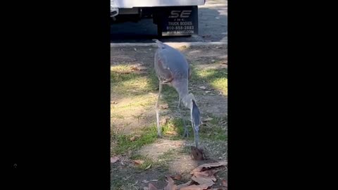 Dance of Life: A Heron, like a predatory dinosaur hunting a small mammal...