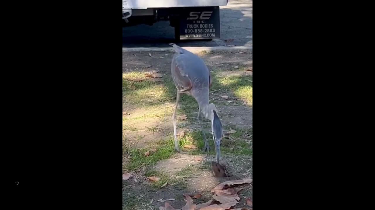 Dance of Life: A Heron, like a predatory dinosaur hunting a small mammal...