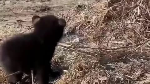 Cool Cute Bear Cubs
