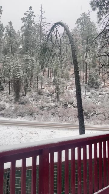 Tree Snaps Under Weight of Ice as Family Watches