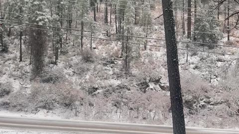 Tree Snaps Under Weight of Ice as Family Watches