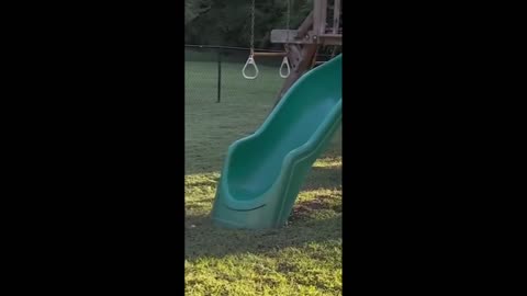Funniest Videos Animals - Best Of The 2024 Funny Animal Videos