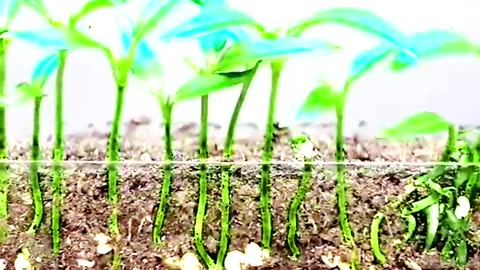 Growing Chili Pepper Plant