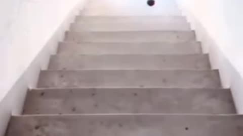 Funny videos 😂 of dog 🐕 intelligent dog