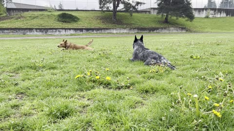 frisbee chase catch your breath 329432098