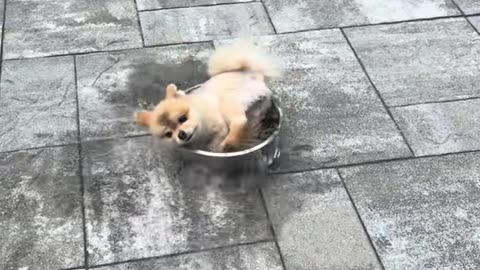 Lala Has a Pool but Prefers Her Water Bowl