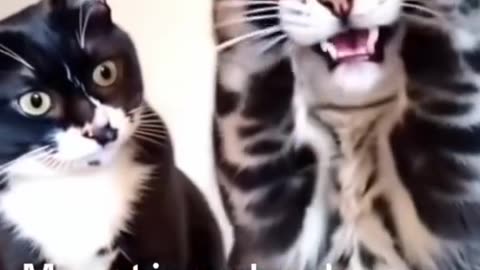 Funny animals
