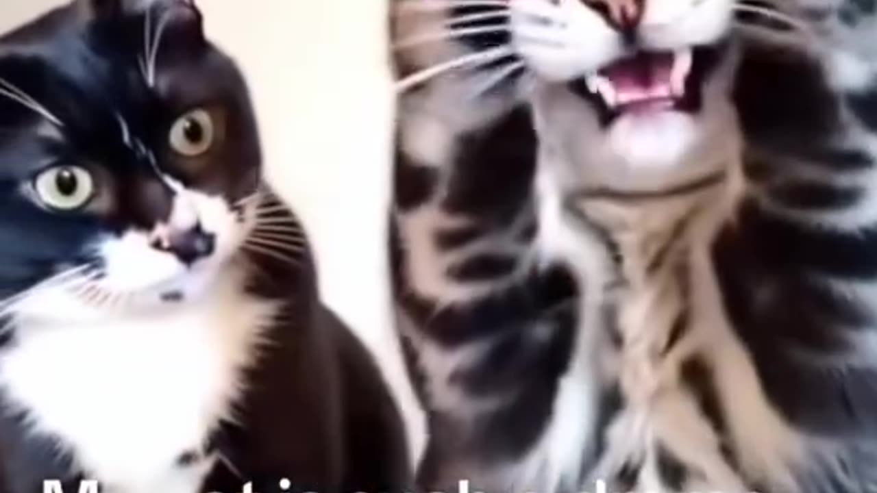 Funny animals