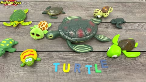 Nine Families of Turtles Gathered in One Place to Eat Together