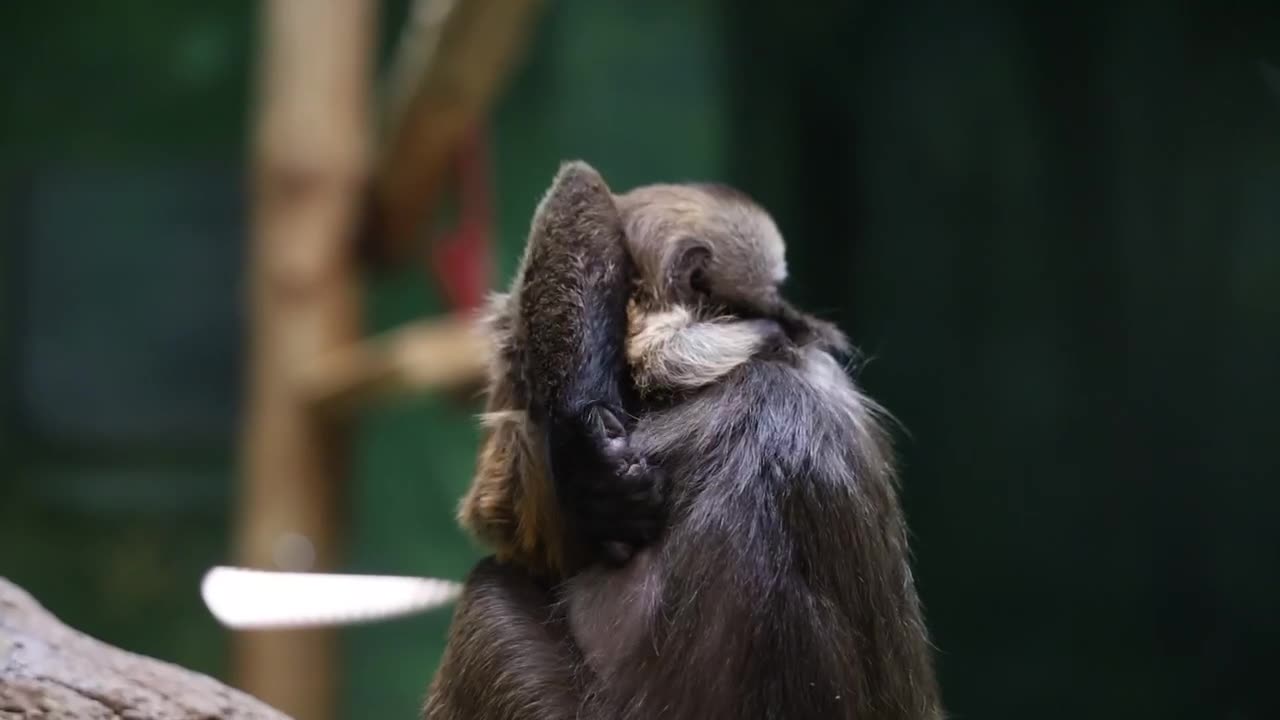 Baby Weeper Capuchin