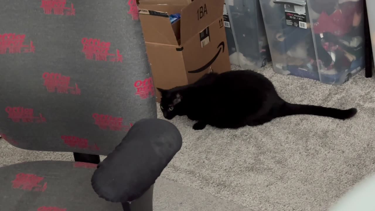 Cute Precious Piper Does a Thorough Office Inspection - Adopting a Cat from a Shelter Vlog