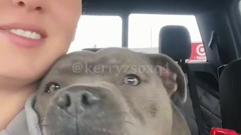 His behavior makes me laugh.🤣🤣🤣😂😂😂 #dog #dogs #dogliver #fyp #funnyanimals #usa #foryou