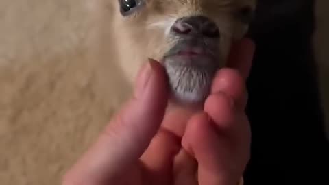 This family found an abandoned baby goat by the roadside and then decided...