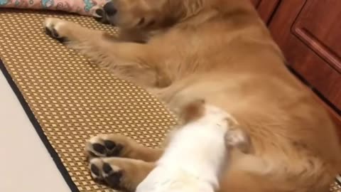 #Funnyanimal