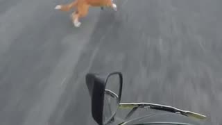 Shocking: Biker vs Dog Dangerous bike accident #shorts #bikeaccdint #dog #shrots