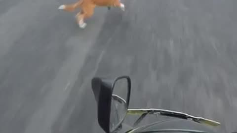 Shocking: Biker vs Dog Dangerous bike accident #shorts #bikeaccdint #dog #shrots