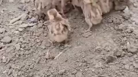 Lovely 😍 video