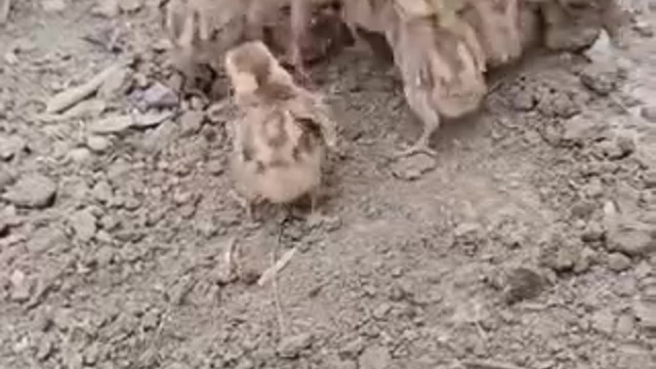 Lovely 😍 video