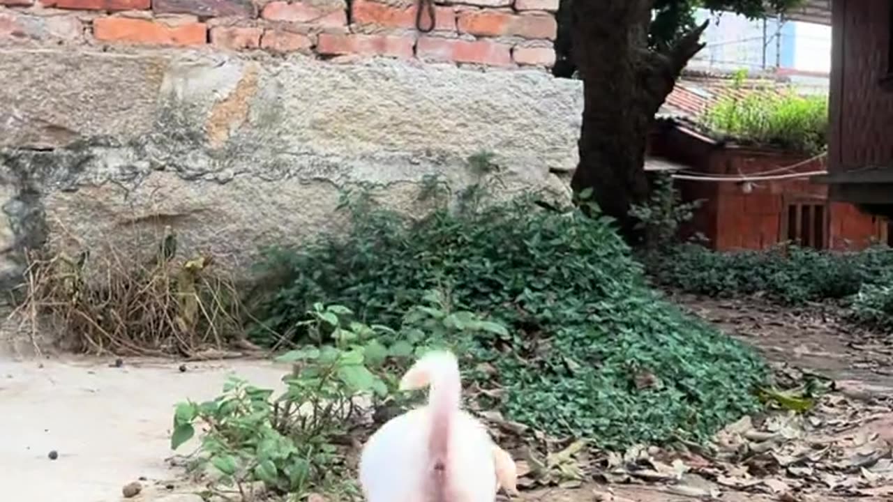 My Farm Dog Finding Something