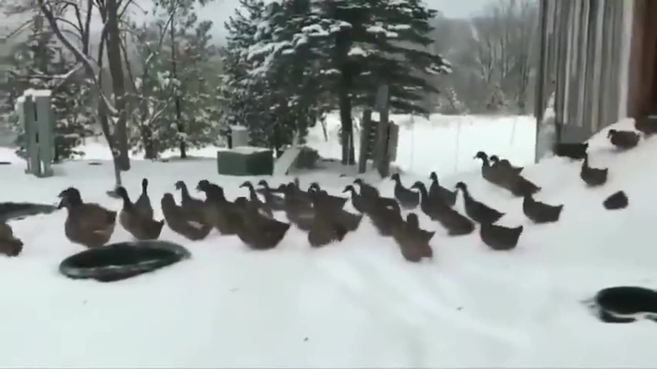 Ducks Run Out into the Freezing Cold & Quickly Change Their Minds lol