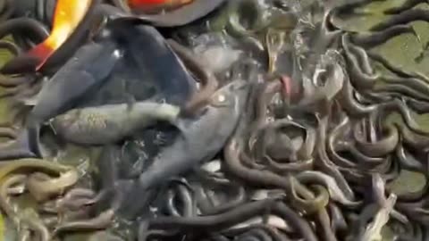 Fish or snake? Do you know this?